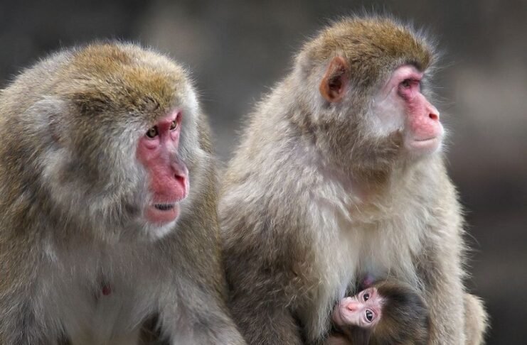 Snow monkeys sitting on rocks at the Central Park Zoo in New York City