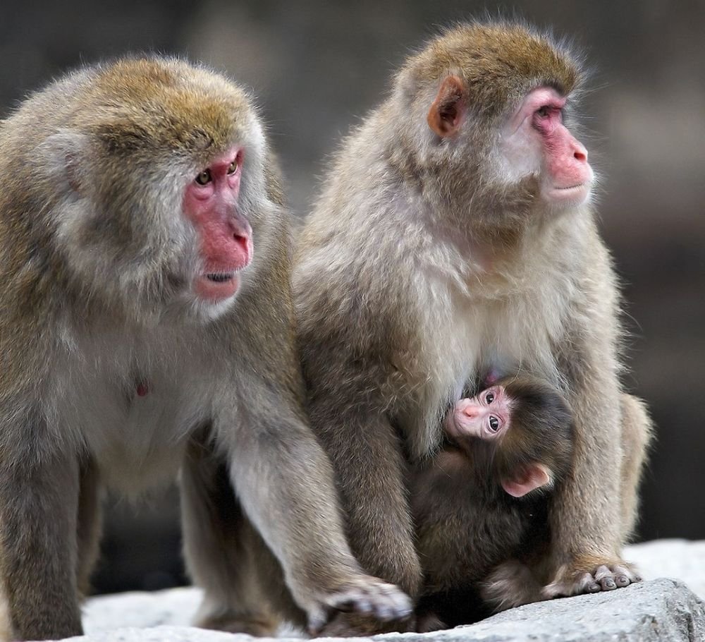 Snow Monkeys at Central Park Zoo Discover These Playful Primates in NYC 2 Snow monkeys sitting on rocks at the Central Park Zoo in New York City
